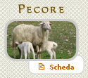 Vendita Pecore di razza Sarda
