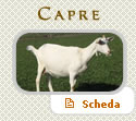 Vendita Capre di razza Saanen