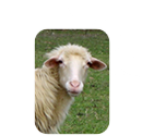 Vendita Pecore di Razza Sarda